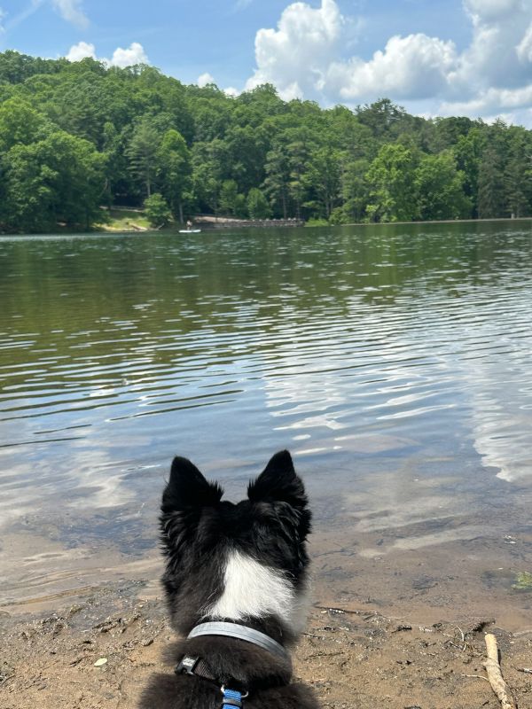 Kimber (Family Dog) Paddleboarding
