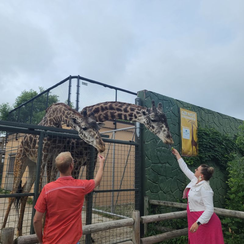 Feeding Giraffes at the Zoo