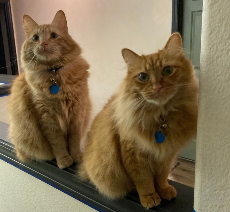 Enzo (left) and Vega (right)