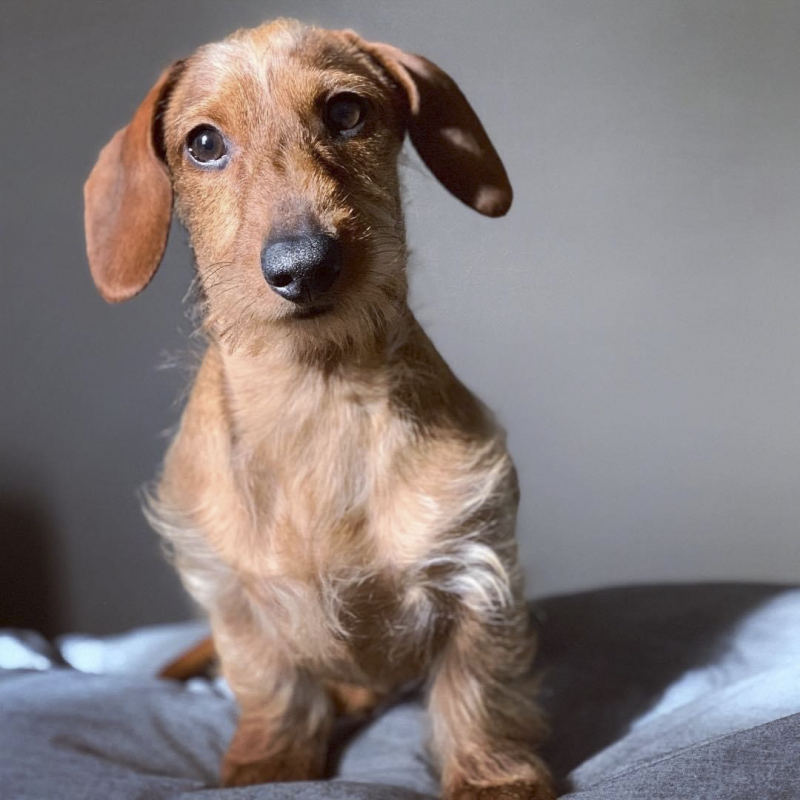 Benji Always Ready to Play