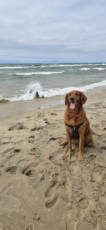 Sadie at Lake Michigan
